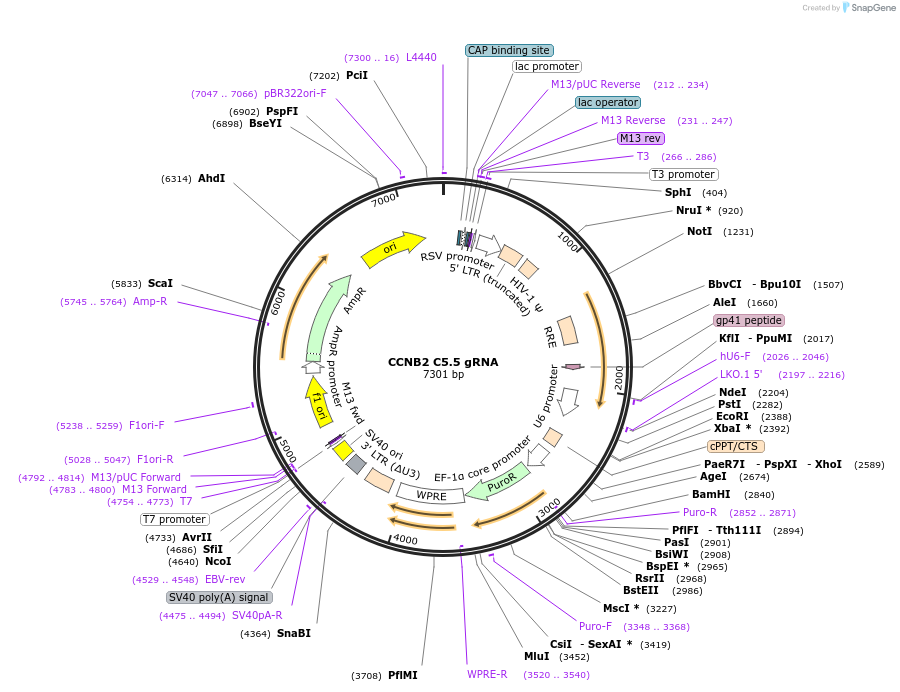 90578-plasmid-map-sequence-id-183428