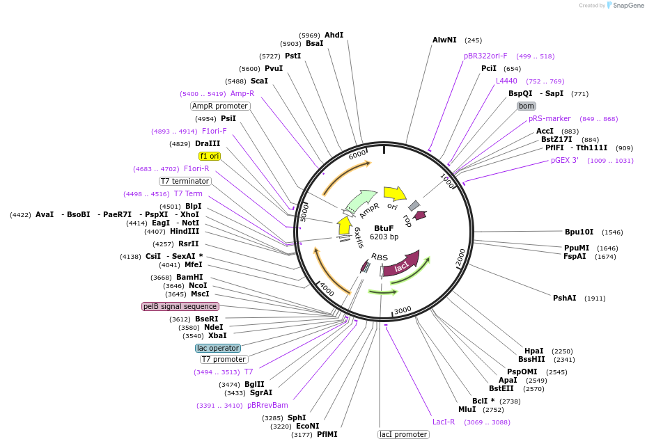 92209-plasmid-map-sequence-id-183562