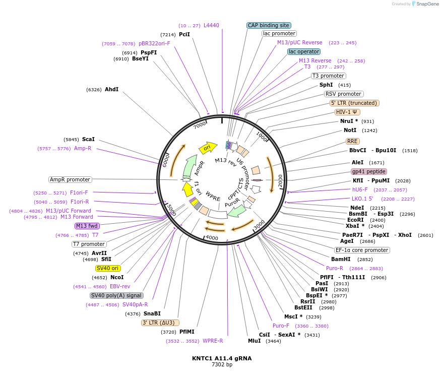 90732-plasmid-map-sequence-id-183577