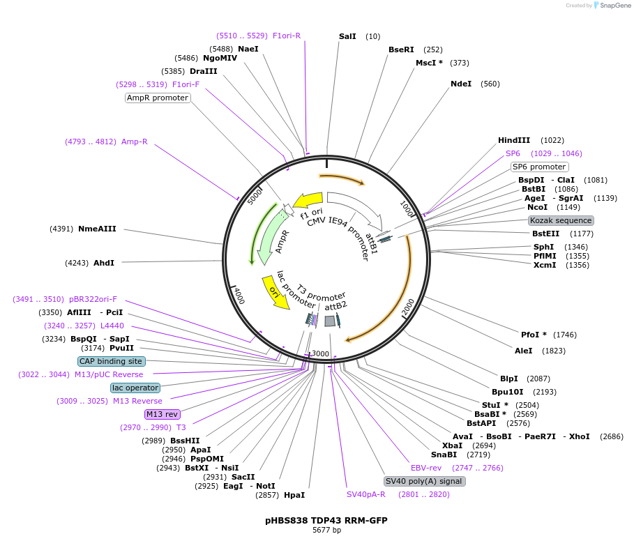 98249-plasmid-map-sequence-id-183613