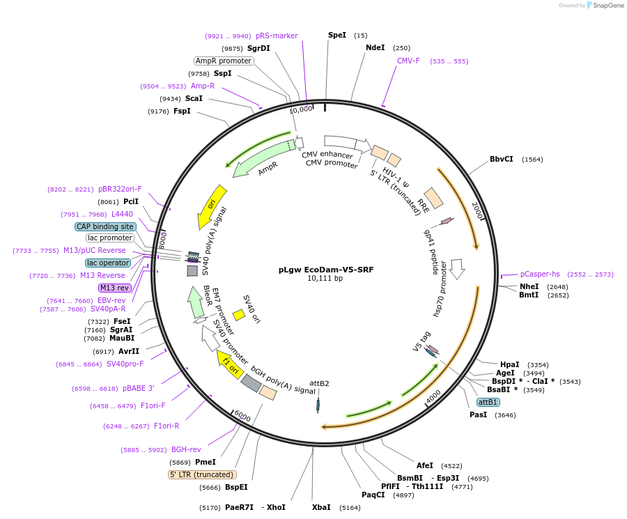 98602-plasmid-map-sequence-id-183618