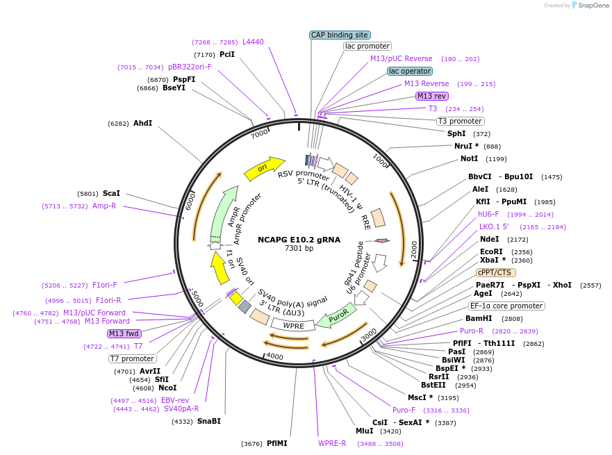 90781-plasmid-map-sequence-id-183626