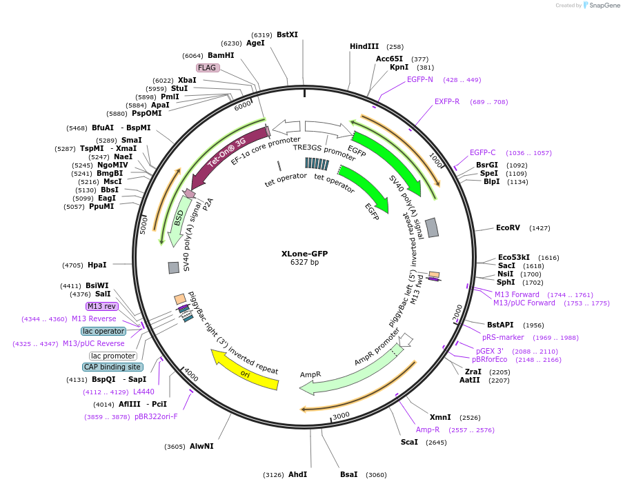 96930-plasmid-map-sequence-id-183628