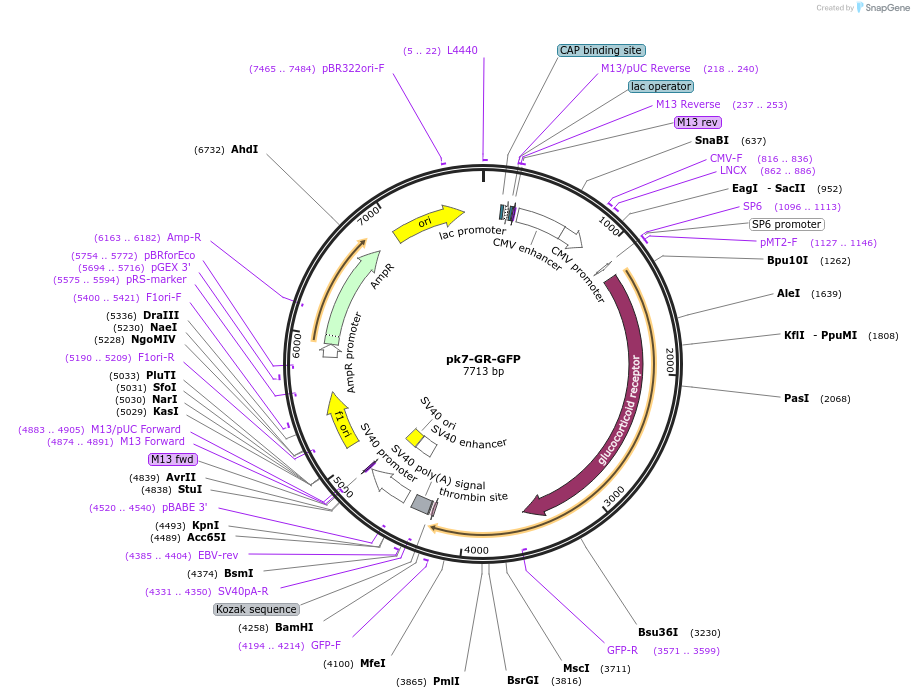 15534-plasmid-map-sequence-id-183637