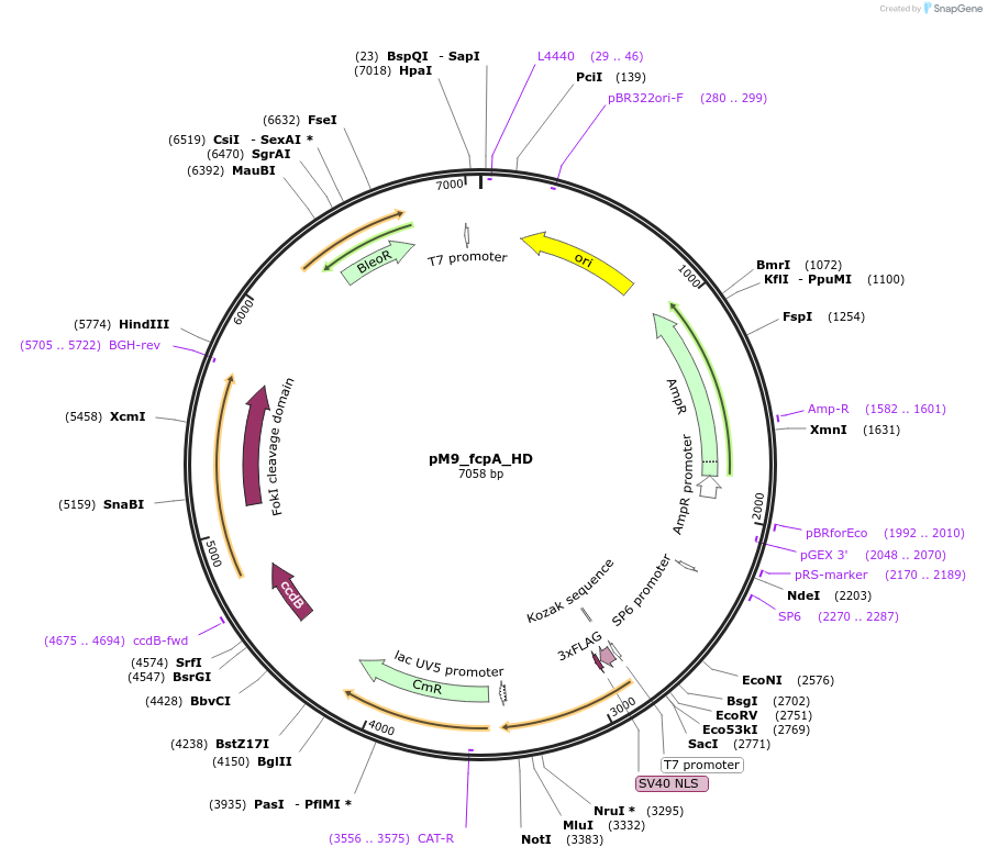 90416-plasmid-map-sequence-id-183794