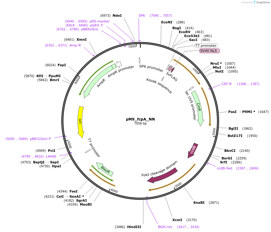 90419-plasmid-map-sequence-id-183796