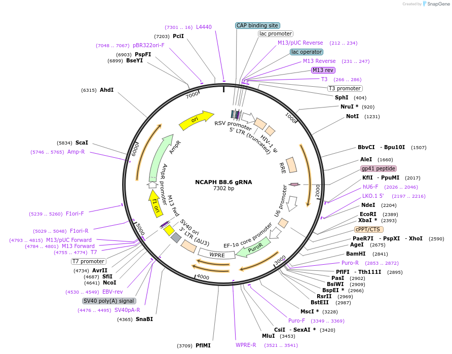90785-plasmid-map-sequence-id-183798