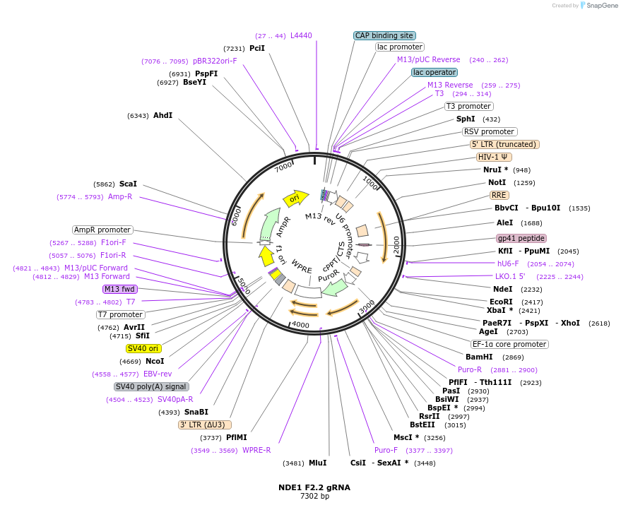 90789-plasmid-map-sequence-id-183799