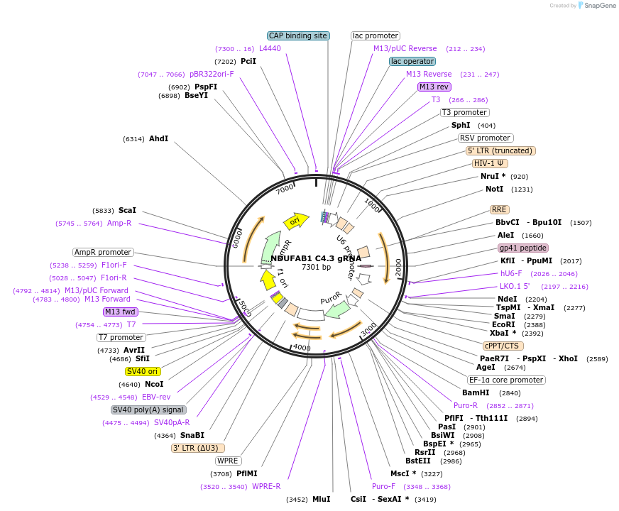 90793-plasmid-map-sequence-id-183804