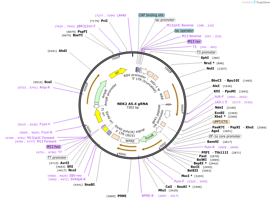 90796-plasmid-map-sequence-id-183807