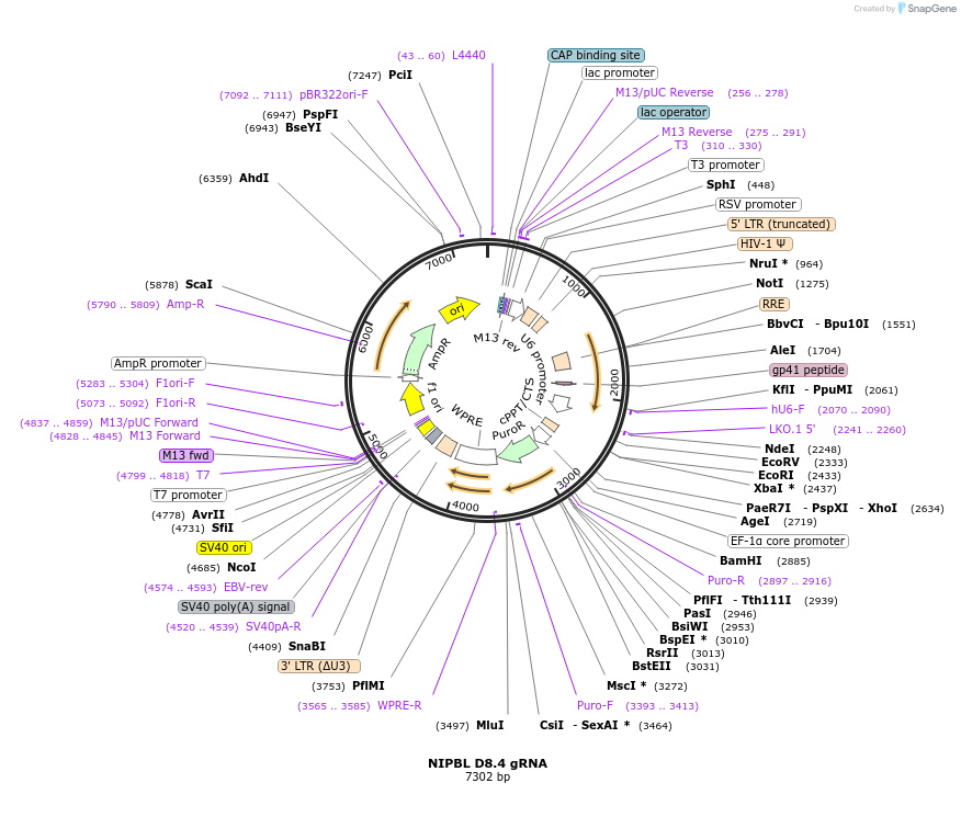 90803-plasmid-map-sequence-id-183814
