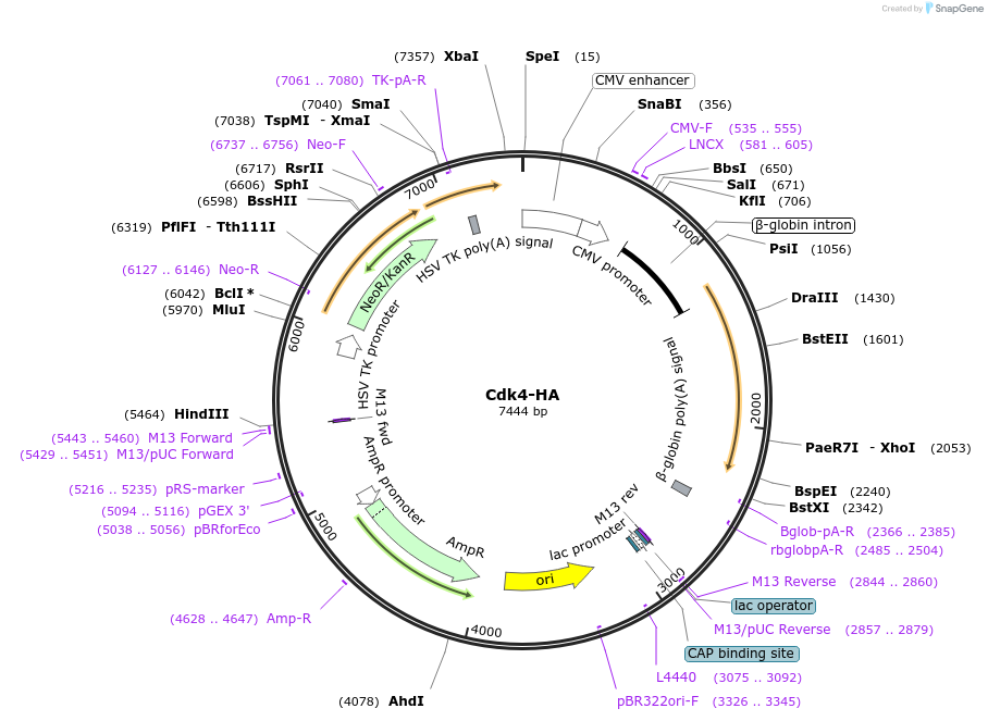 1876-plasmid-map-sequence-id-183827