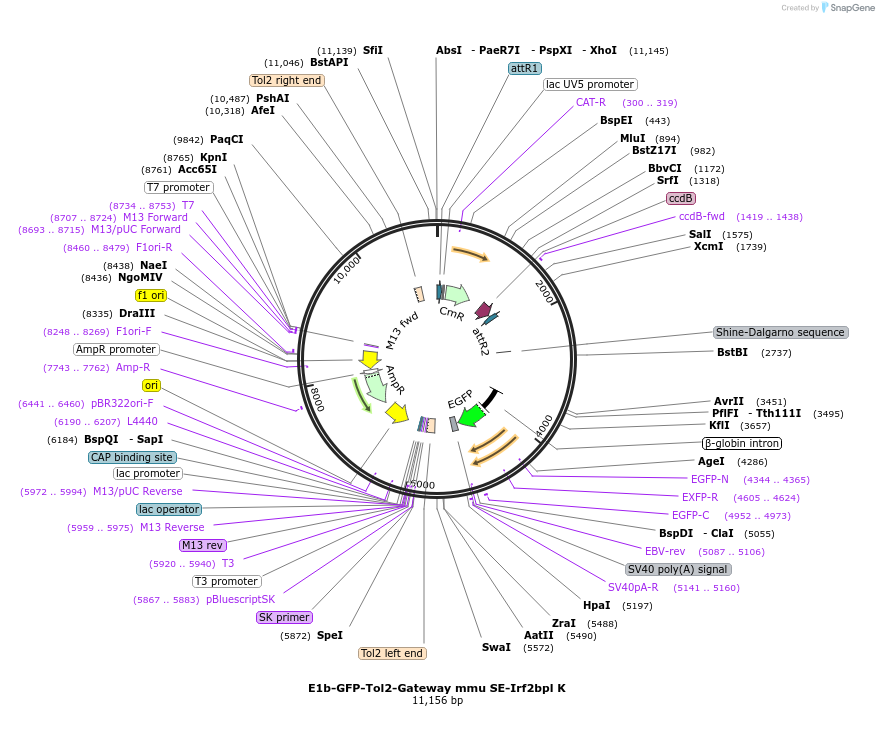 89380-plasmid-map-sequence-id-183828