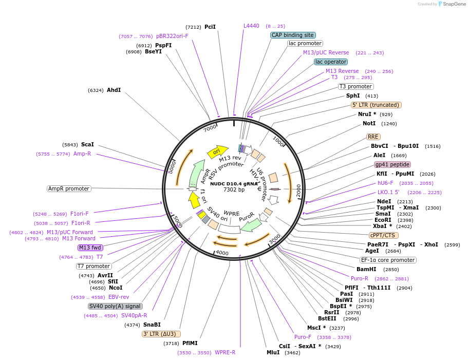 90807-plasmid-map-sequence-id-183870
