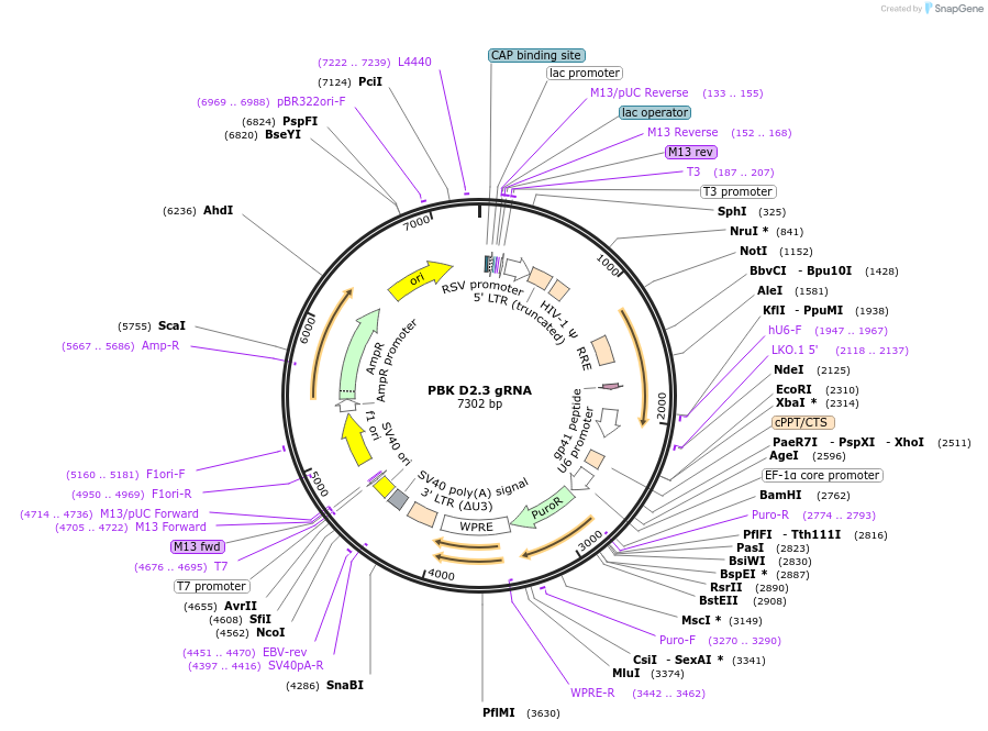 90825-plasmid-map-sequence-id-183874