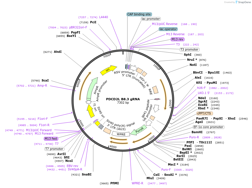 90833-plasmid-map-sequence-id-183879