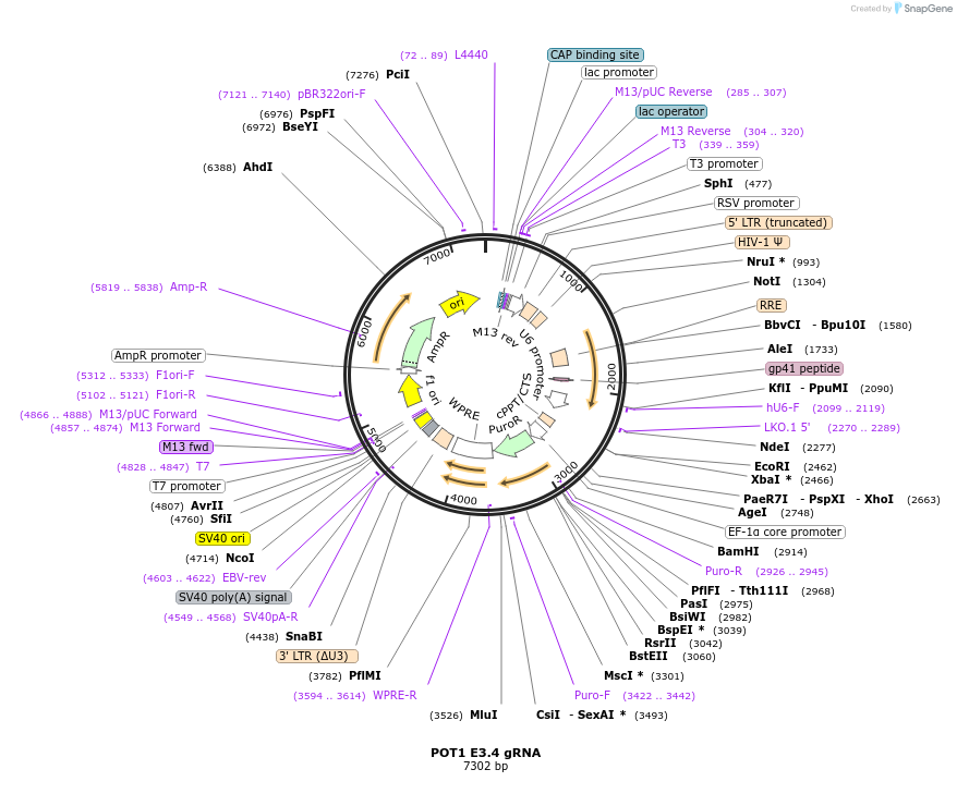 90842-plasmid-map-sequence-id-183884