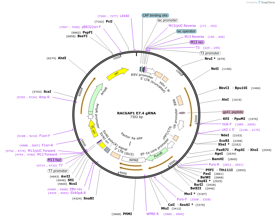 90864-plasmid-map-sequence-id-183910