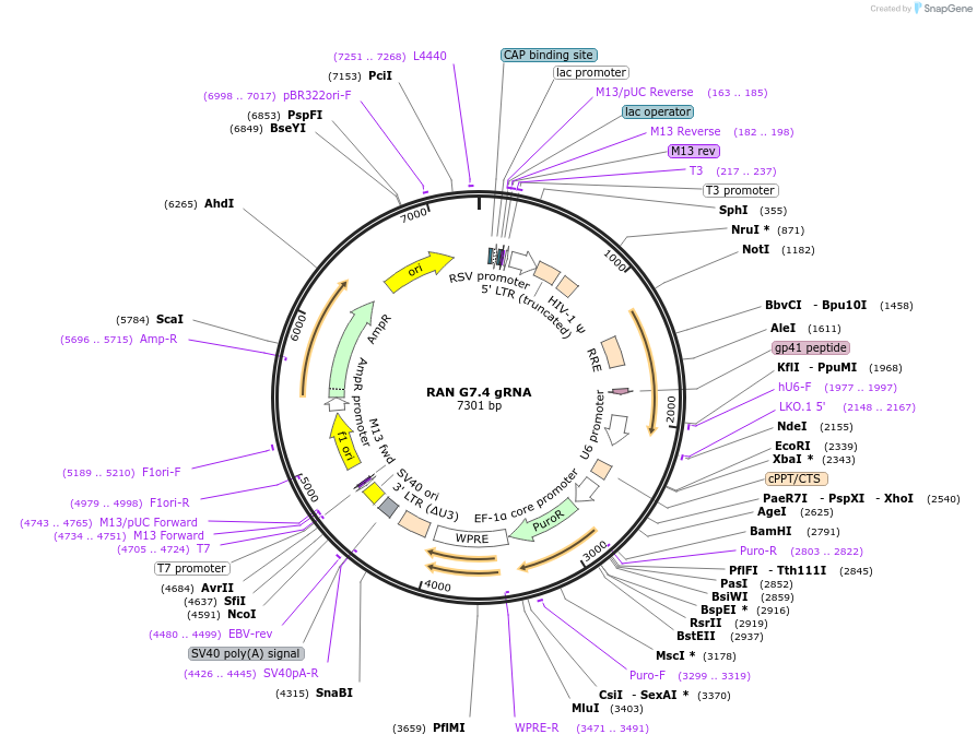 90870-plasmid-map-sequence-id-183918