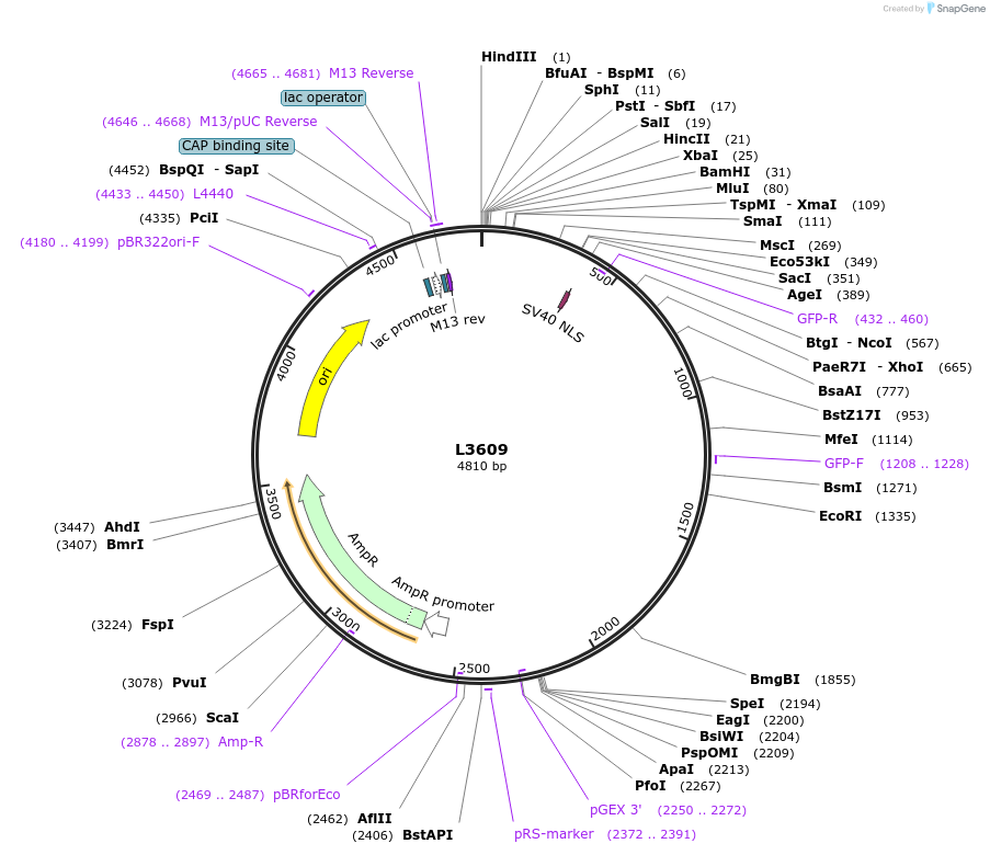 1574-plasmid-map-sequence-id-184