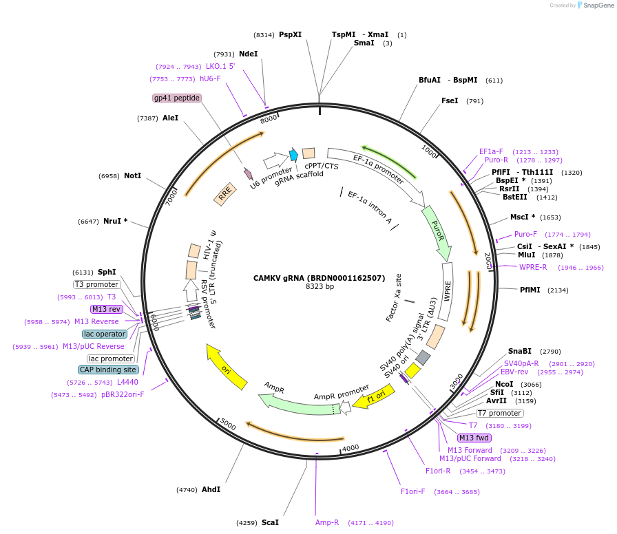 75528-plasmid-map-sequence-id-184060