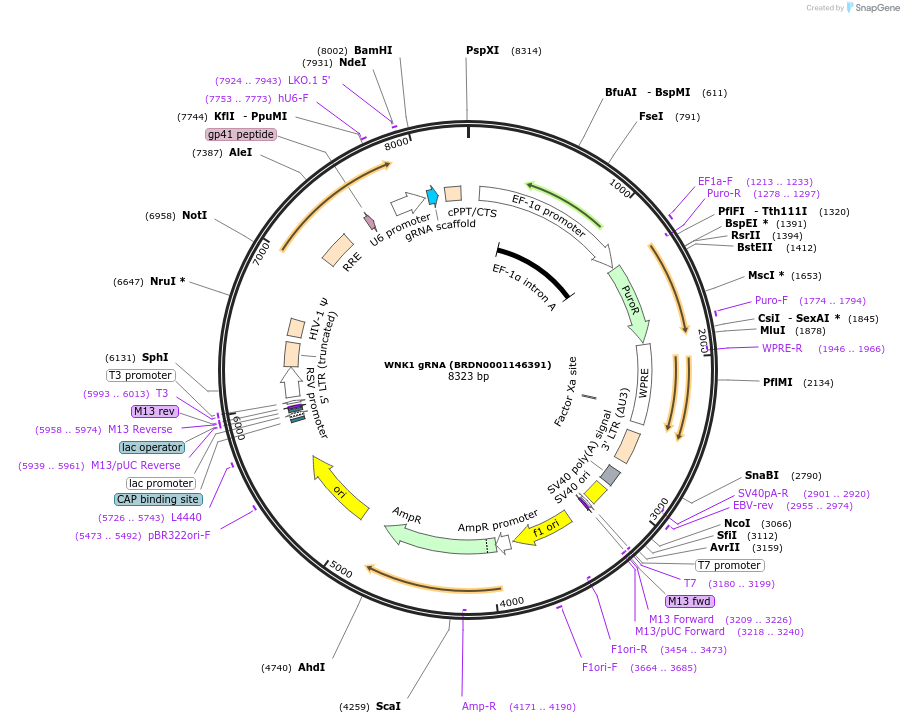 75622-plasmid-map-sequence-id-184240
