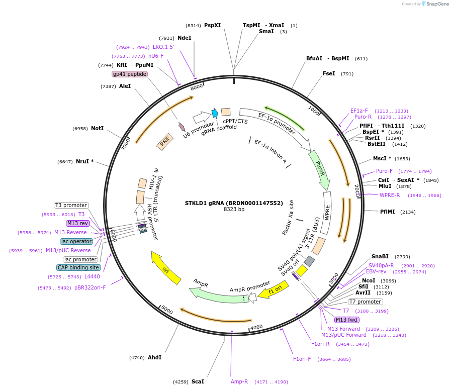 75811-plasmid-map-sequence-id-184614