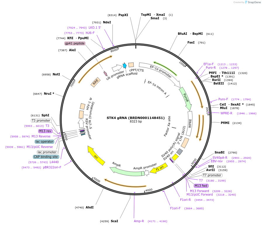 76076-plasmid-map-sequence-id-185136