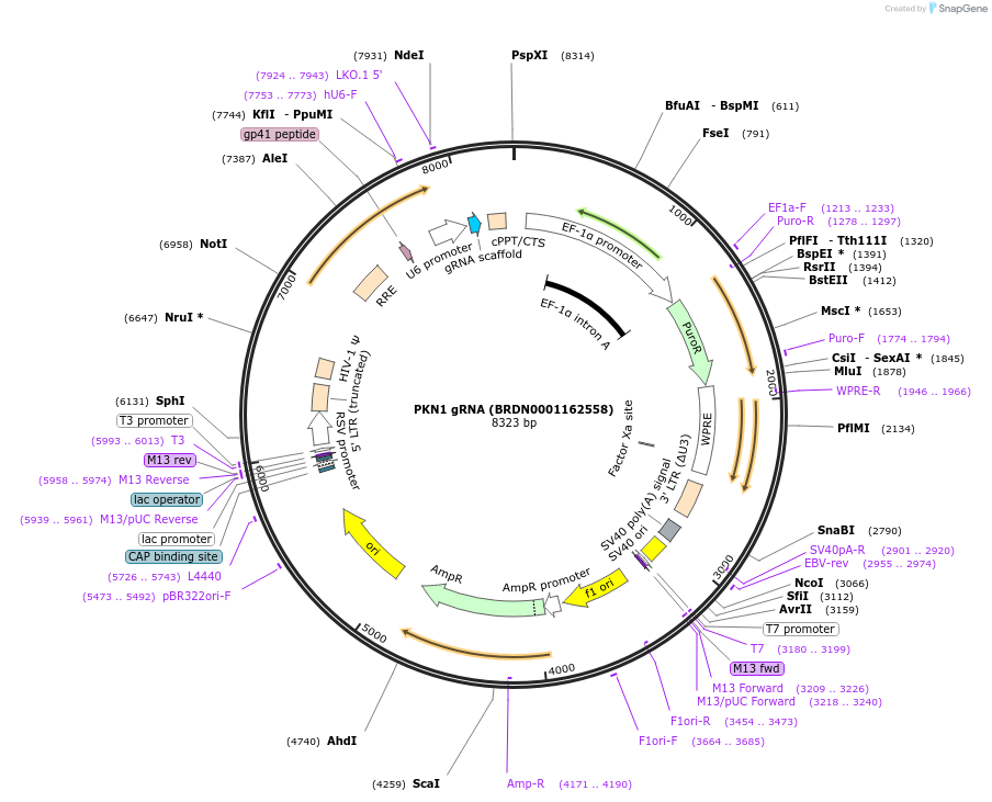76278-plasmid-map-sequence-id-185532