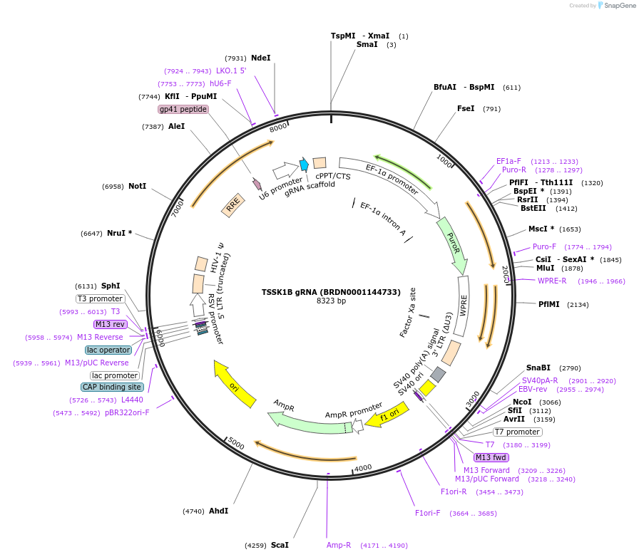 76670-plasmid-map-sequence-id-186276