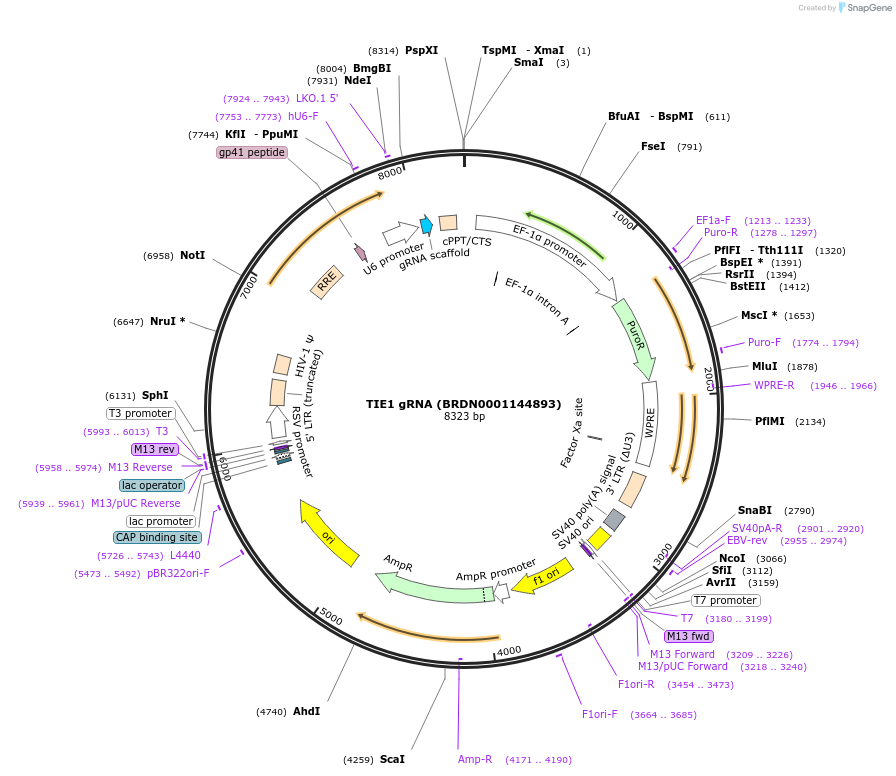 76687-plasmid-map-sequence-id-186308