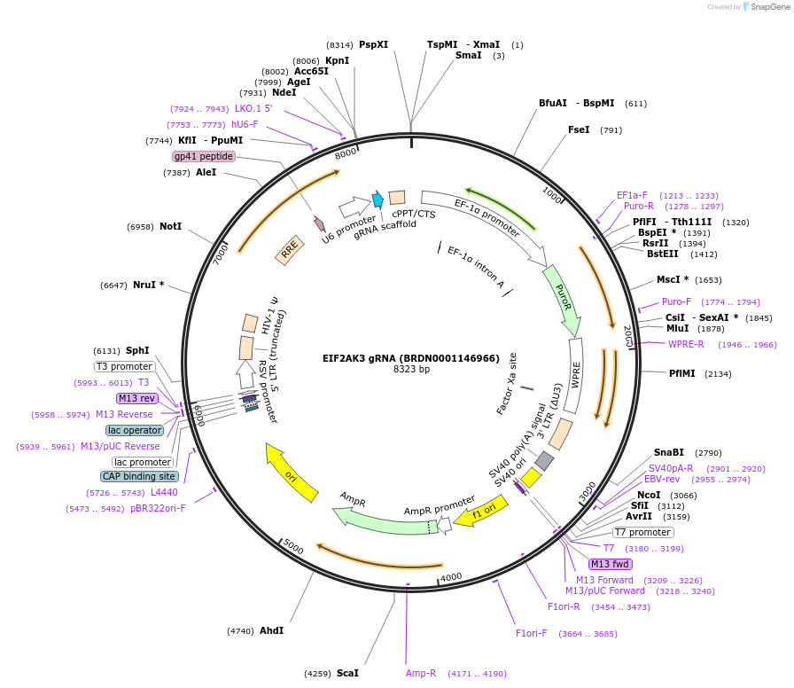 77168-plasmid-map-sequence-id-187244