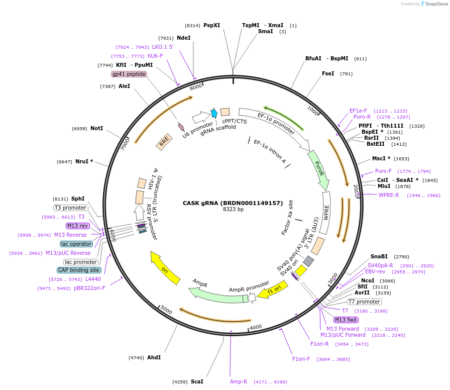 77401-plasmid-map-sequence-id-187692