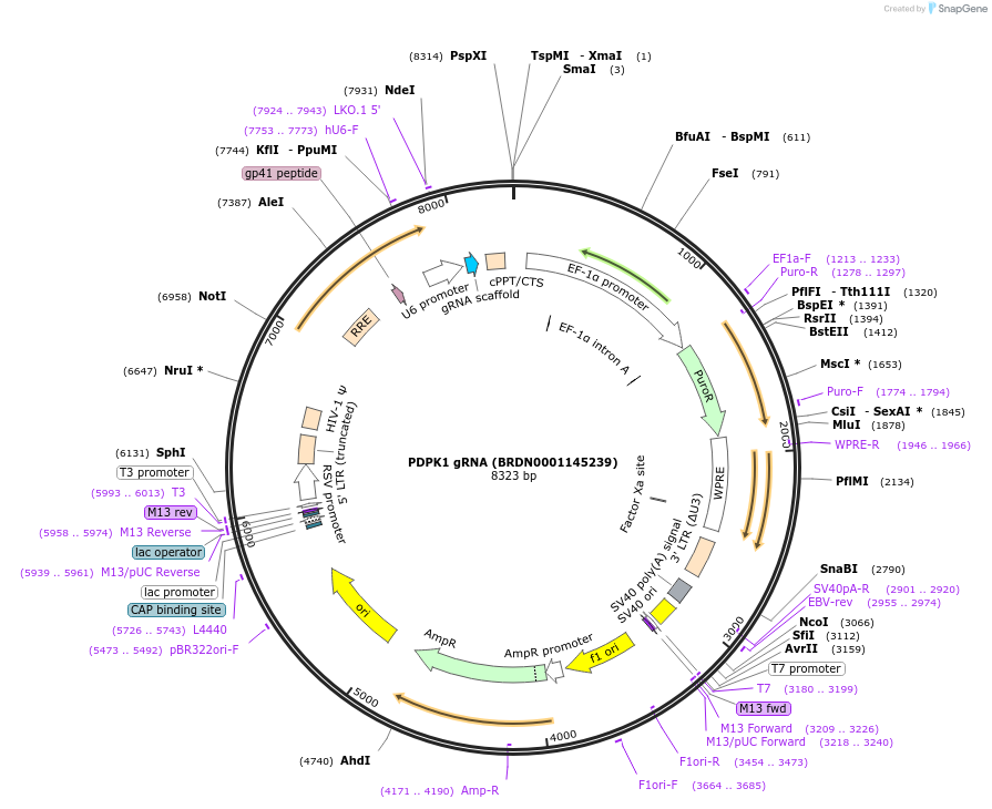 77452-plasmid-map-sequence-id-187788