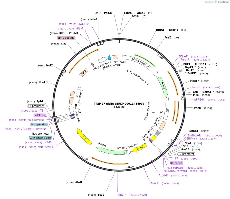 77516-plasmid-map-sequence-id-187914