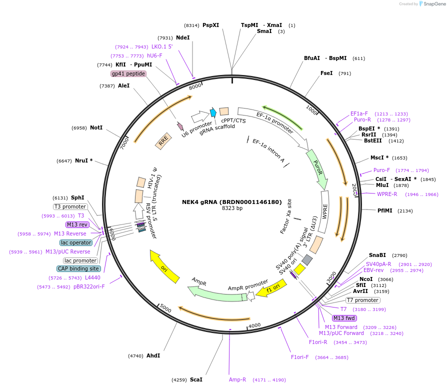 77710-plasmid-map-sequence-id-188280