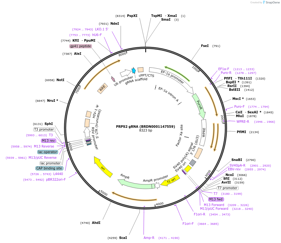 78005-plasmid-map-sequence-id-188818