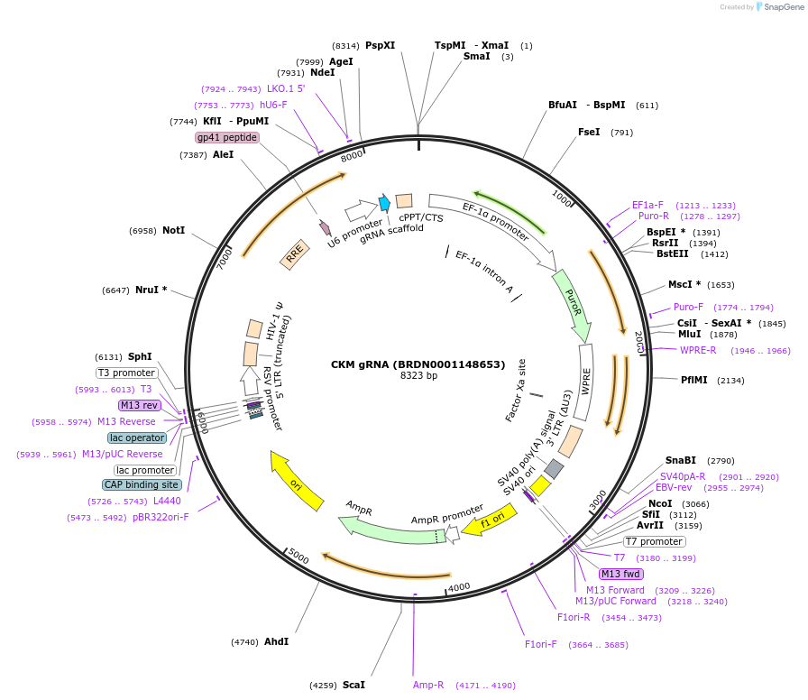 78030-plasmid-map-sequence-id-188862