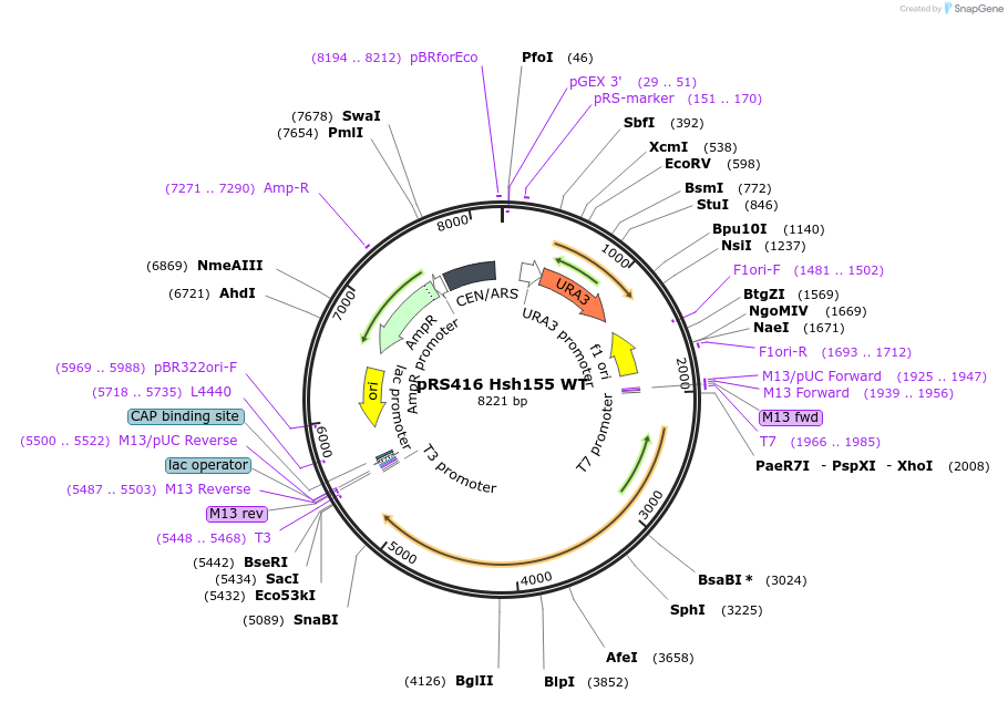 87219-plasmid-map-sequence-id-189170