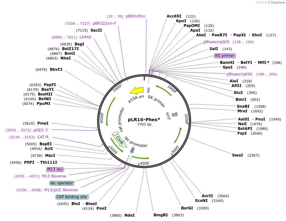 98783-plasmid-map-sequence-id-189220