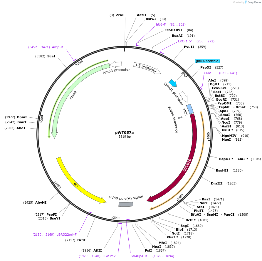 96872-plasmid-map-sequence-id-189237