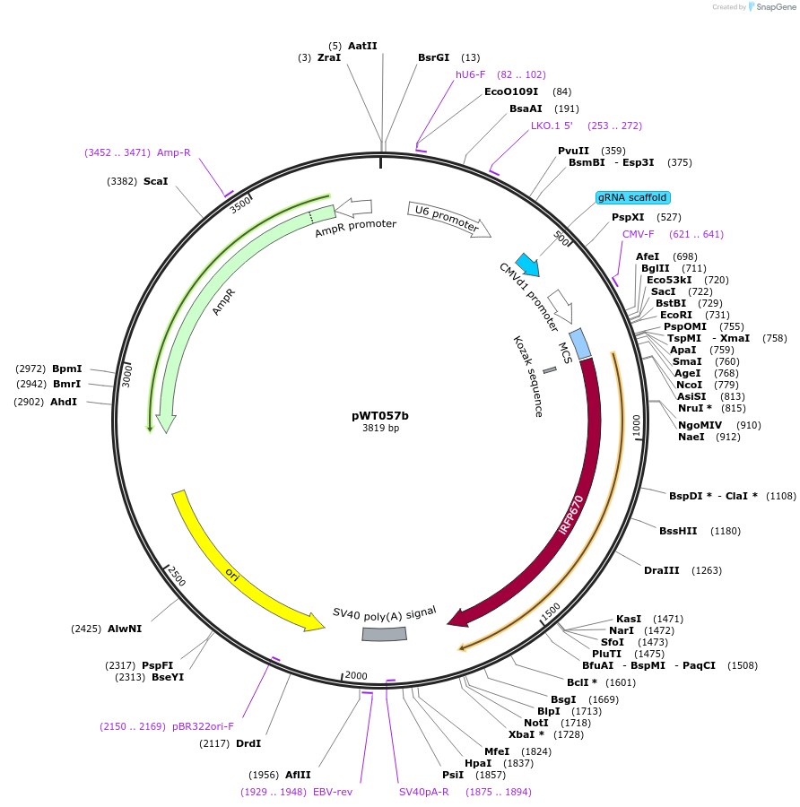 96873-plasmid-map-sequence-id-189241