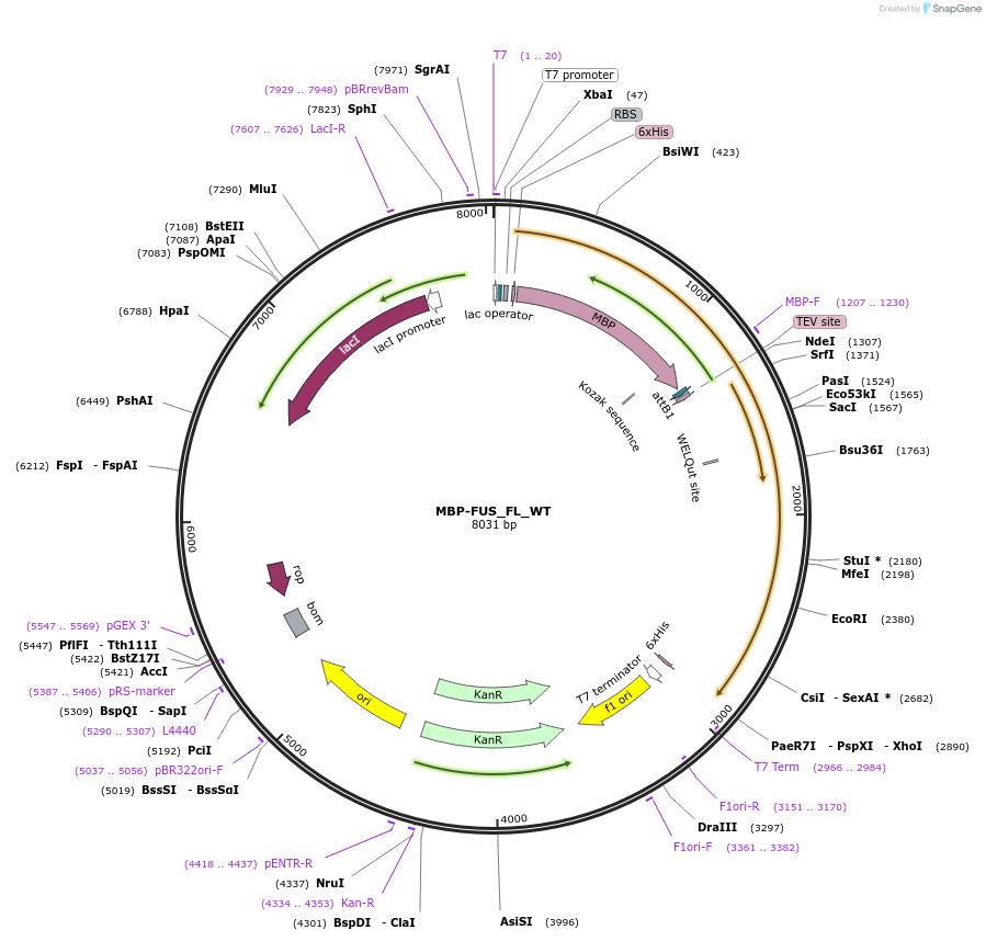 98651-plasmid-map-sequence-id-189245