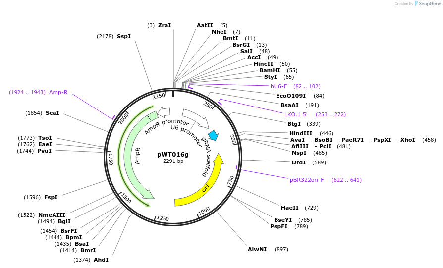 96849-plasmid-map-sequence-id-189253