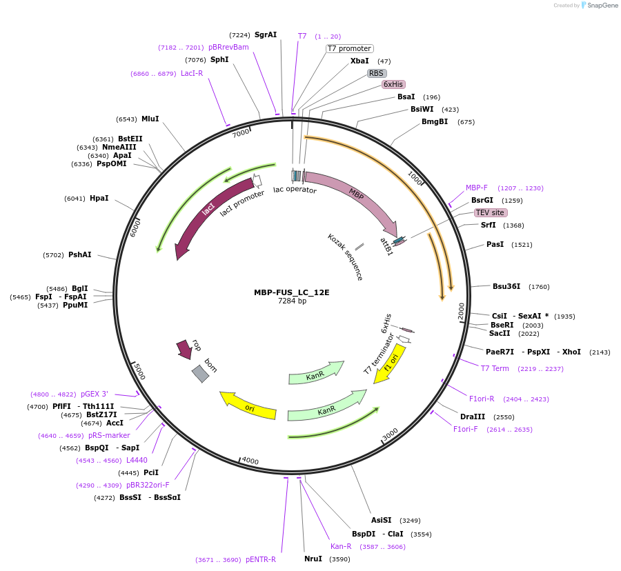 98654-plasmid-map-sequence-id-189255
