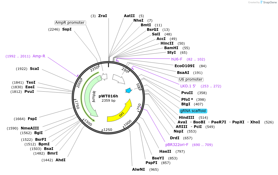 96854-plasmid-map-sequence-id-189258