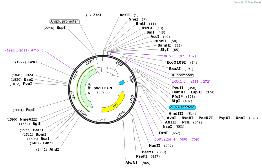 96855-plasmid-map-sequence-id-189263