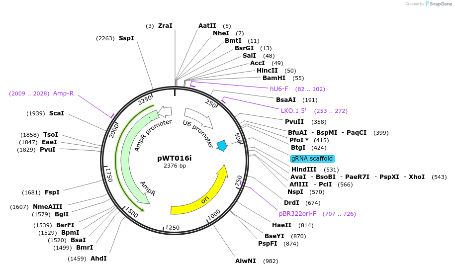 96856-plasmid-map-sequence-id-189266