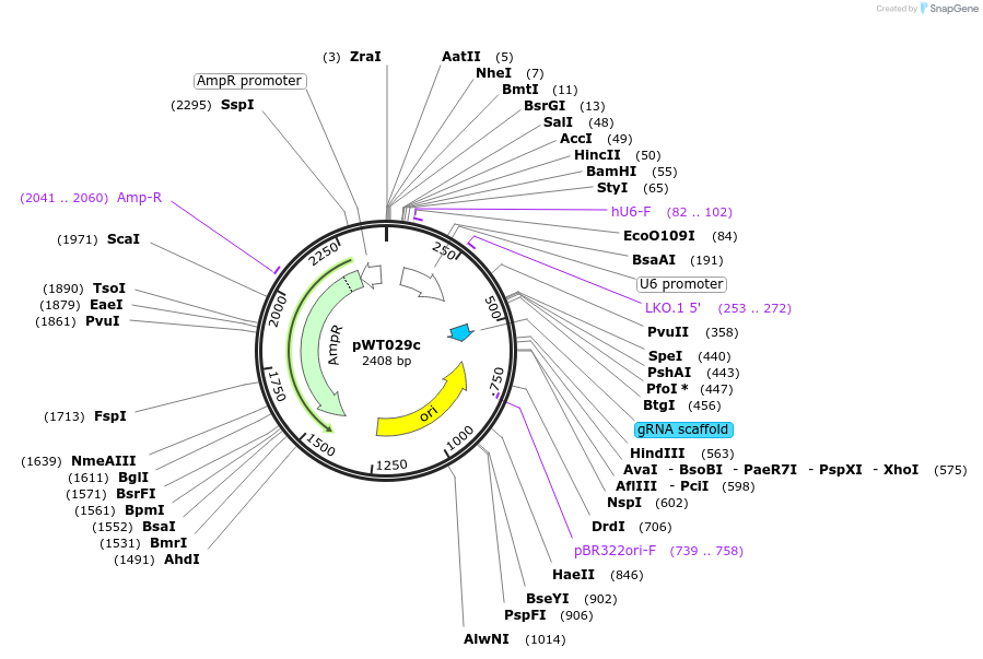 96858-plasmid-map-sequence-id-189269
