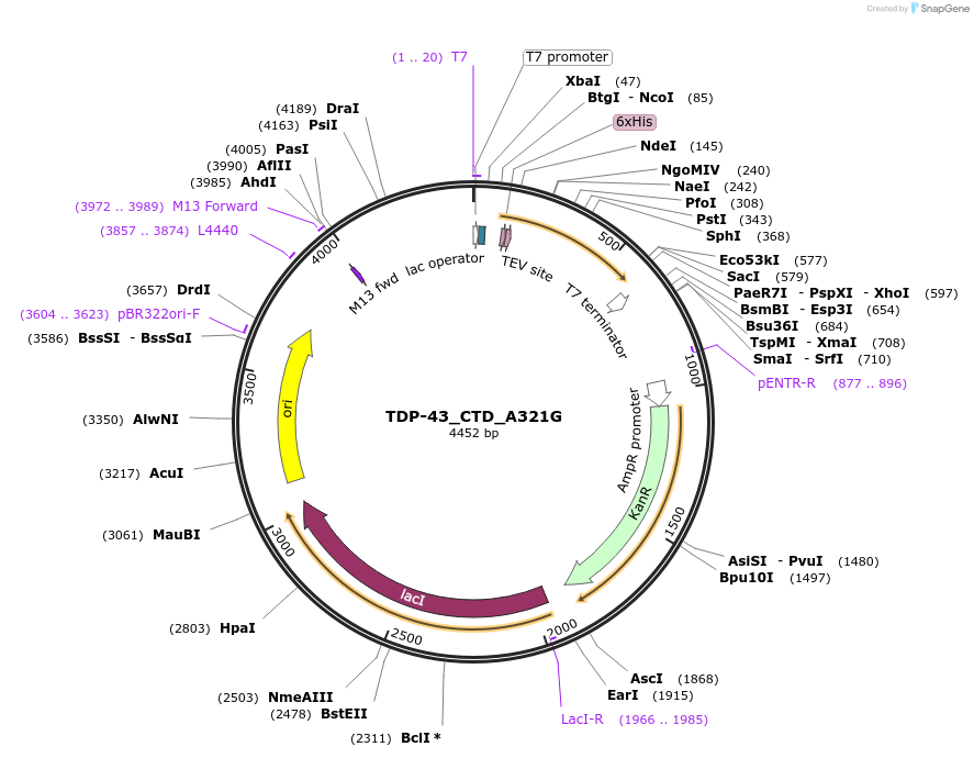 98670-plasmid-map-sequence-id-189271